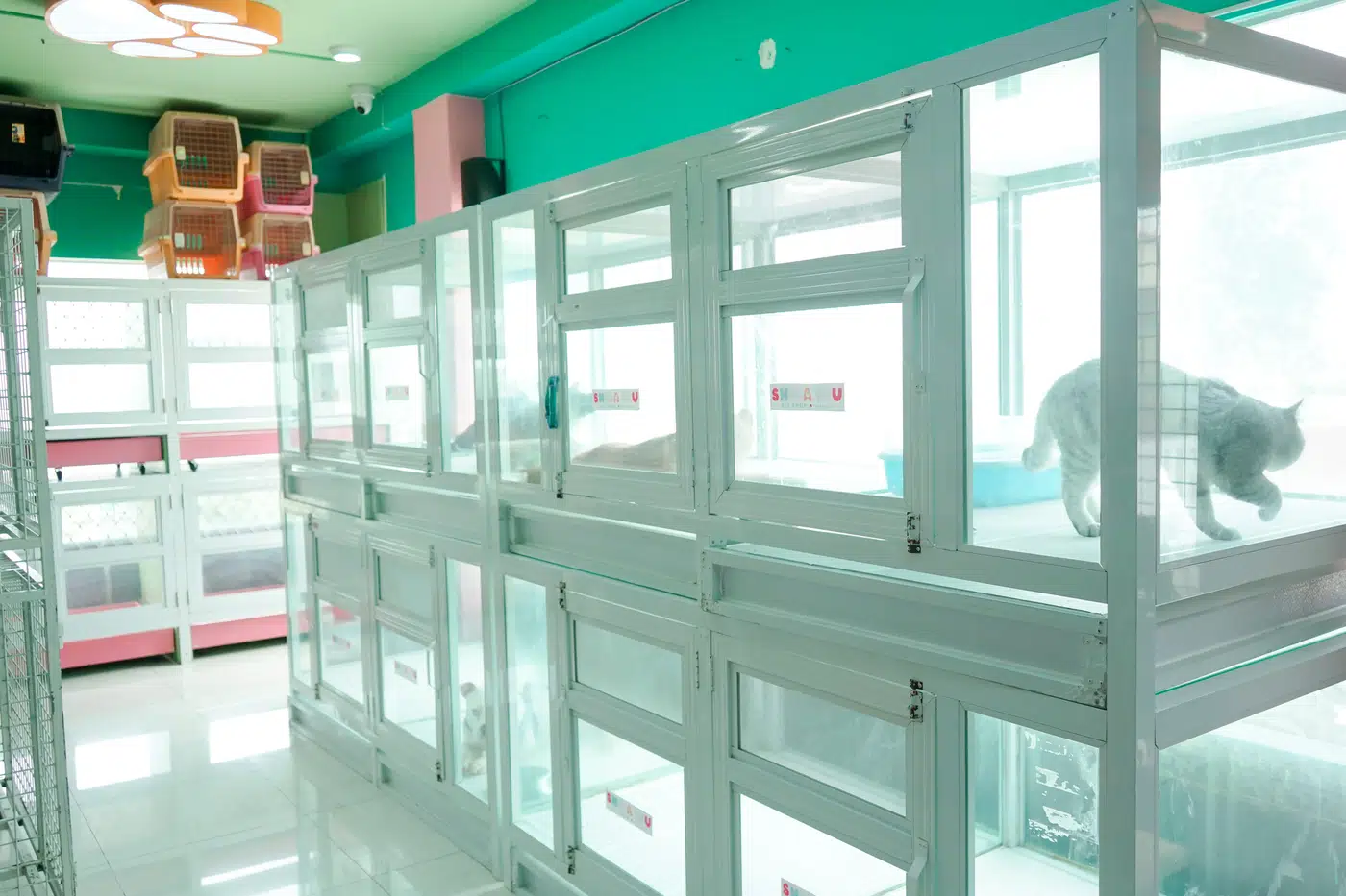 pet hotel pet rooms