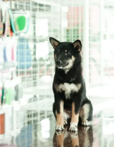 shiba inu black