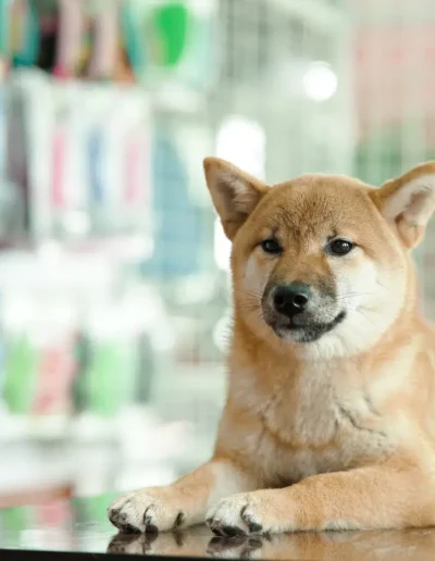 shiba inu sit
