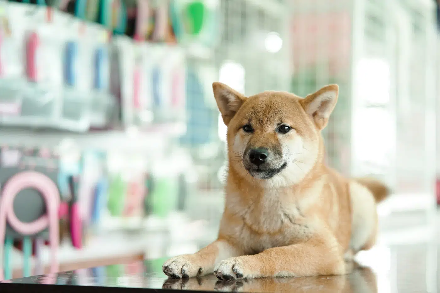 shiba inu sit
